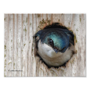 Träd Sväljer, ny ägare till Nestbox Fototryck