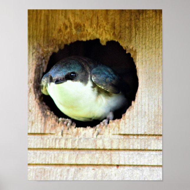 Träd Sväljer Poster (Framsidan)