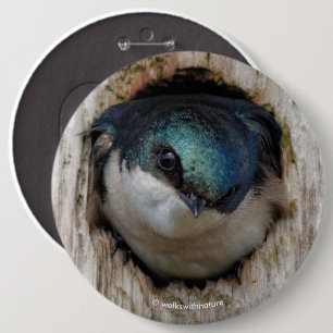 Träd Sväljer Songbird i Nestbox Knapp