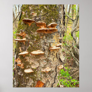 Träd-svampfoto Poster