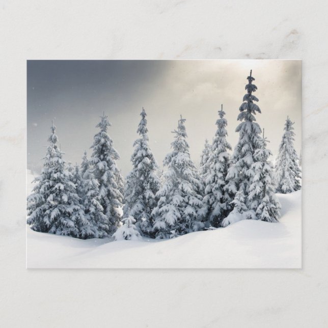 Träd täckt med hoarfrost och Snö Vykort (Framsida)