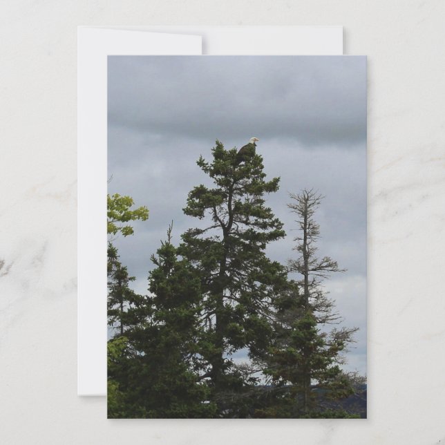 Träd Top Eagle (Framsida)