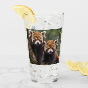 "Träd-top Explorers: Baby Red Pandas Tittar ut Glaskopp
