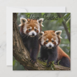 "Träd-top Explorers: Baby Red Pandas Tittar ut Inbjudningar