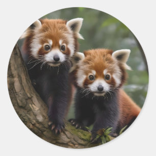 "Träd-top Explorers: Baby Red Pandas Tittar ut Runt Klistermärke