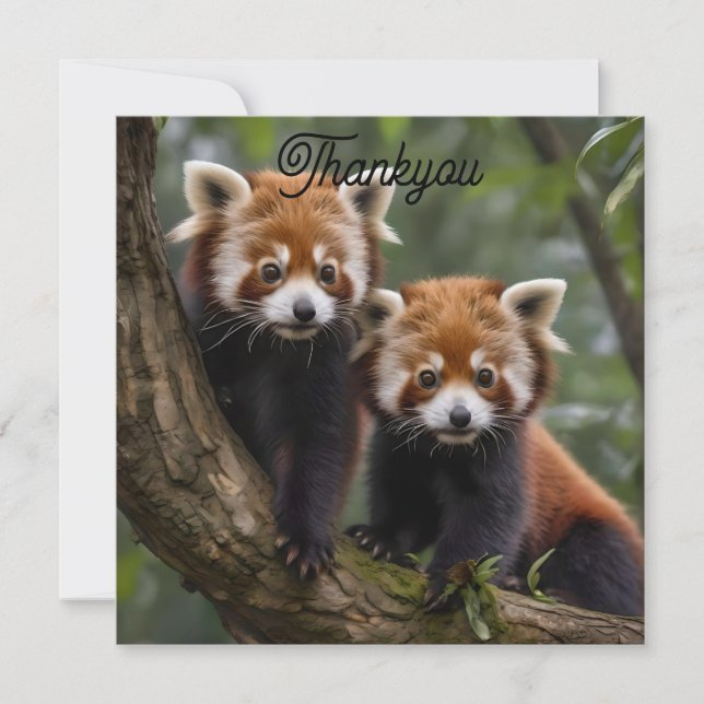 "Träd-top Explorers: Baby Red Pandas Tittar ut Tack Kort (Framsida)