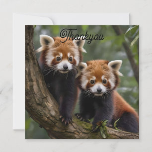 "Träd-top Explorers: Baby Red Pandas Tittar ut Tack Kort