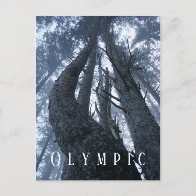 Träd Top View från Ground Olympic nationalpark Vykort (Framsida)