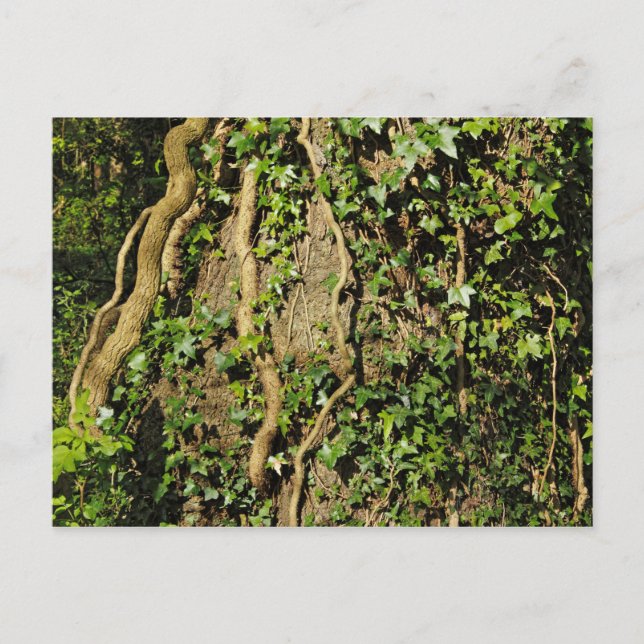 Träd Trunk med Ivy. Blackweir Skogen, Cardiff Vykort (Framsida)