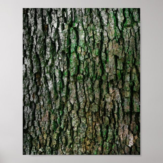 Träd Trunk (Wood Bark) Poster (Framsidan)