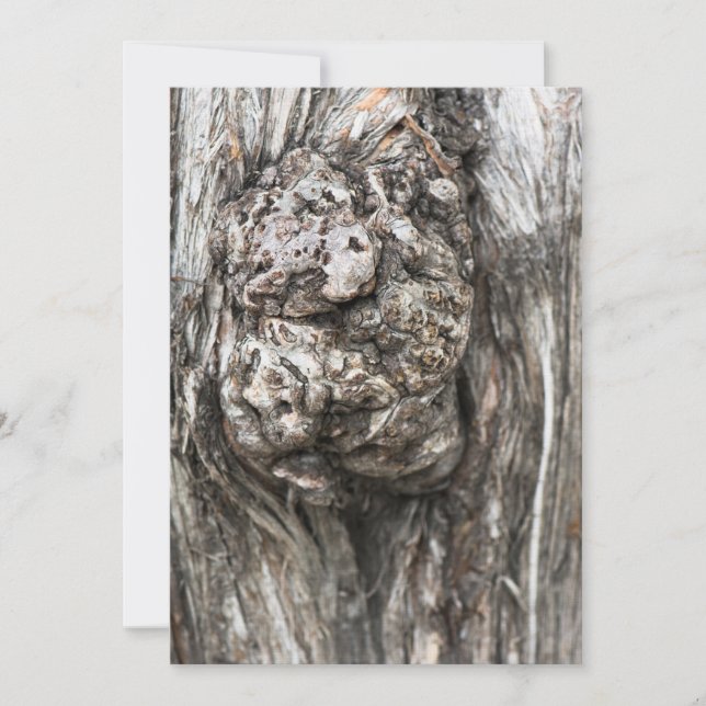 Träd-trunkens knut (Framsida)