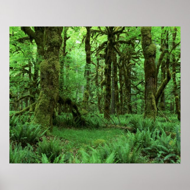 Träd Trunks and Ferns on Forest Golv of Olympic Poster (Framsidan)