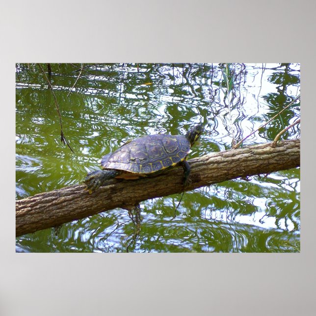 Träd Turtle Poster (Framsidan)