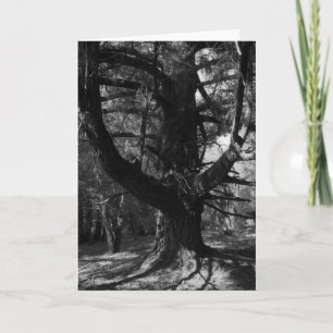 Träd UC Santa Cruz, 1963 Kort