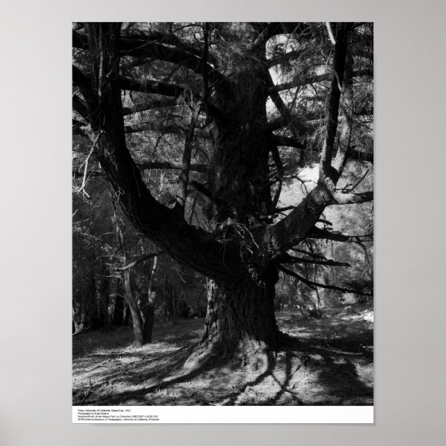 Träd, UC Santa Cruz, 1963 Poster (Framsidan)