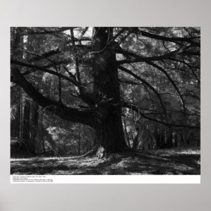 Träd, UC Santa Cruz, mars 1962 Poster