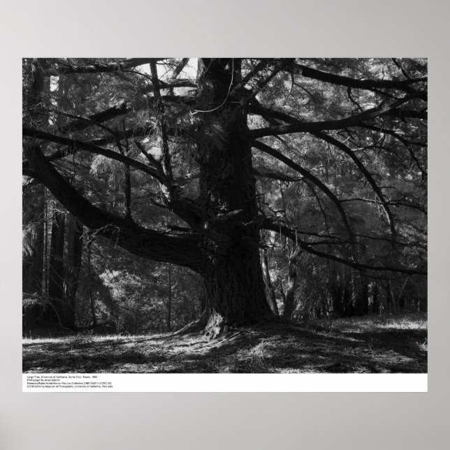 Träd, UC Santa Cruz, mars 1962 Poster (Framsidan)