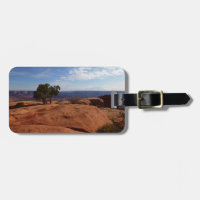 Träd ur röda klippor I vid Canyonlands