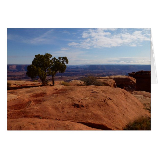 Träd ur röda klippor I vid Canyonlands Hälsningskort (Framsidan Horizontal)