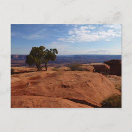 Träd ur röda klippor I vid Canyonlands Vykort