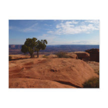 Träd ur röda klippor I vid Canyonlands
