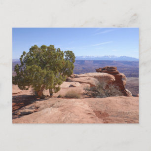 Träd ur röda klippor II vid Canyonlands Vykort