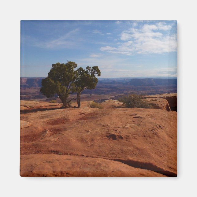 Träd ut ur Röda Sten i Canyonlands nationalpark Magnet (Framsidan)