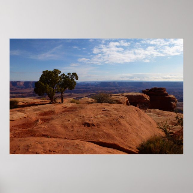 Träd ut ur Röda Sten i Canyonlands nationalpark Poster (Framsidan)