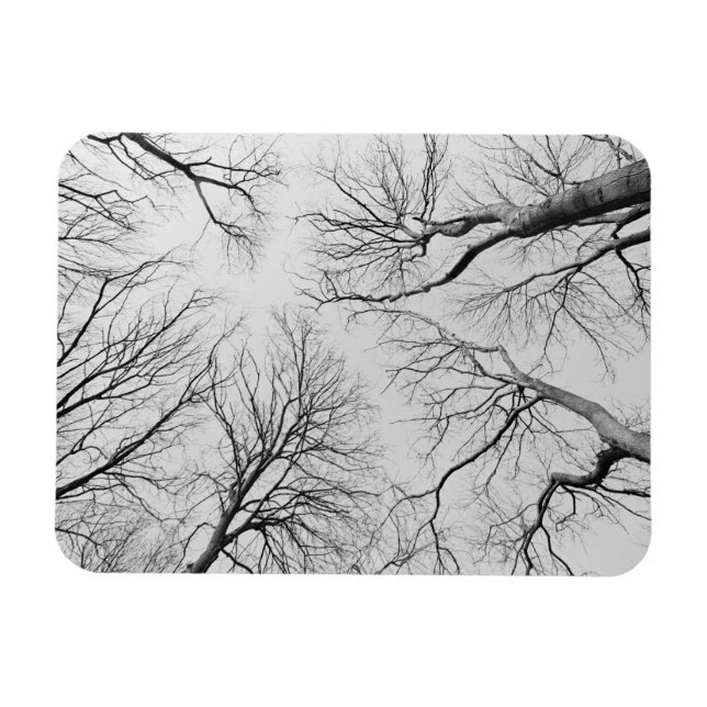 Träd utan läder i tiepvalträ magnet (Horisontell)