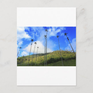 Träd vax i Cocoradalen i handflatan i Colombia Vykort