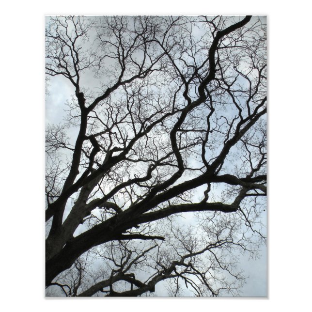 Träd Veins Fototryck (Framsidan)