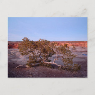 Träd vid Canyon de Chelly Postcard Vykort