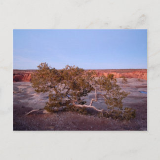 Träd vid Canyon de Chelly Postcard Vykort