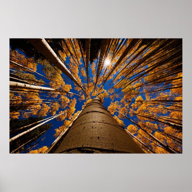 Träd vid Flagstaff, Arizona (San Francisco Peaks) Poster (Framsidan)