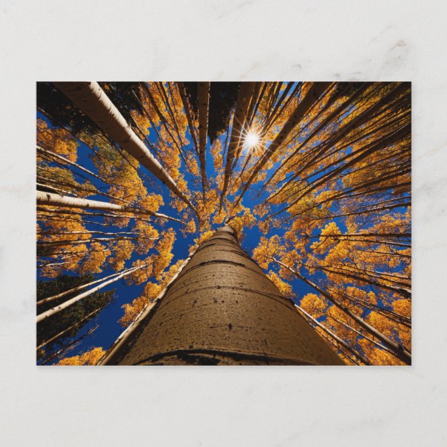 Träd vid Flagstaff, Arizona (San Francisco Peaks) Vykort (Framsida)