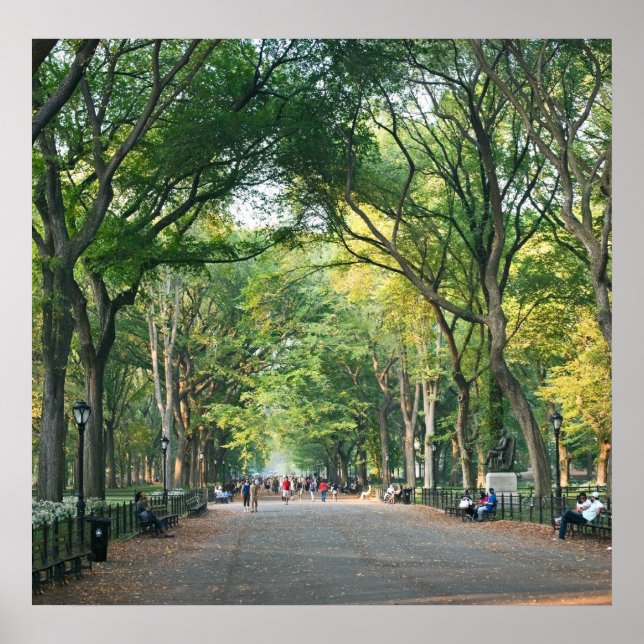 Träd vid Mall Poster (Framsidan)