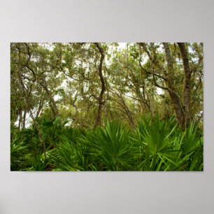 Träd vid Merritt Island National Wildlife Refuge Poster