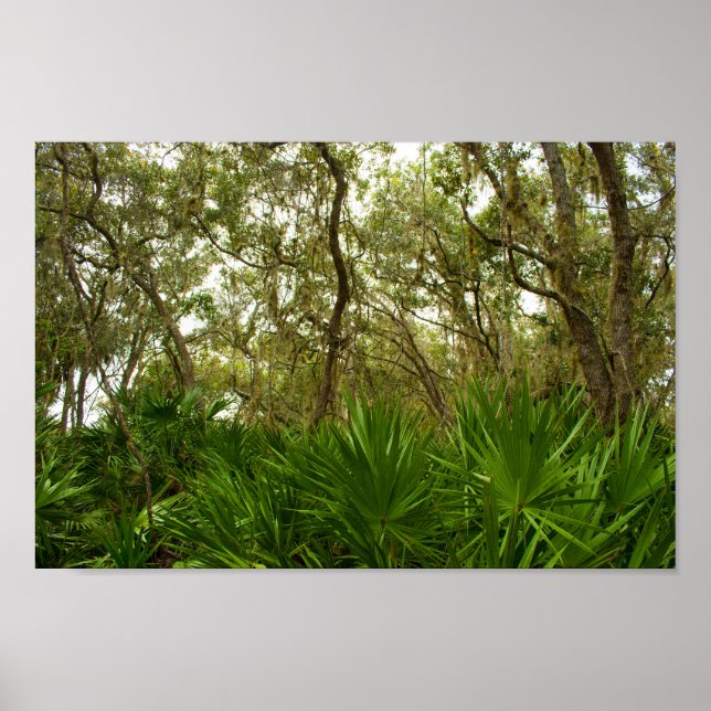 Träd vid Merritt Island National Wildlife Refuge Poster (Framsidan)