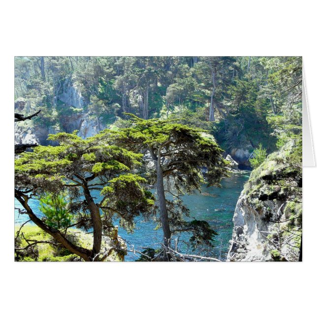 Träd vid Point Lobos OBS Kort (Framsidan Horizontal)