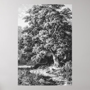 Träd Vintage Black White Oak Poster