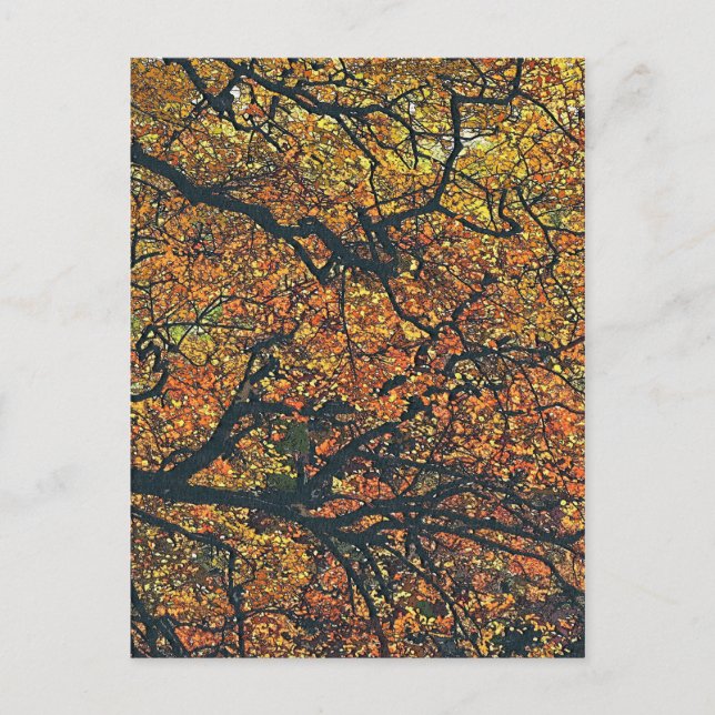 TRÄD VYKORT (Framsida)