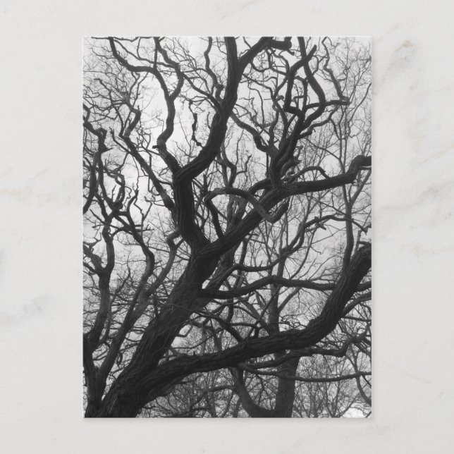 Träd Vykort (Framsida)