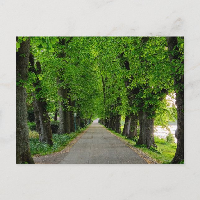 Träd Vykort (Framsida)