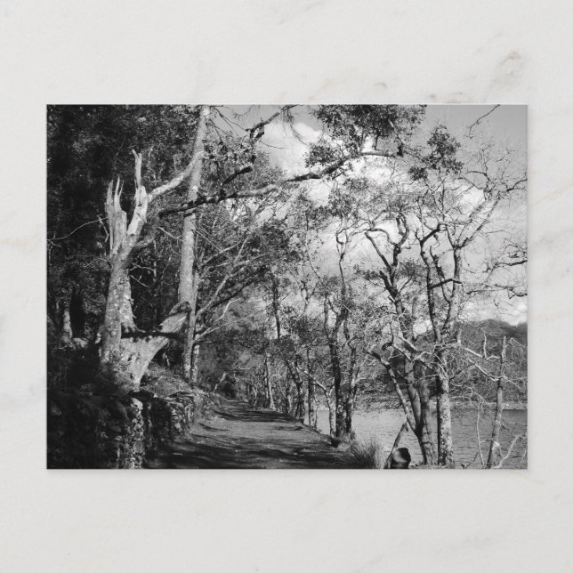 TRÄD VYKORT (Framsida)