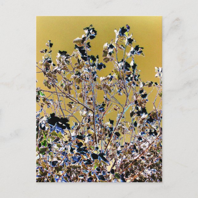 TRÄD VYKORT (Framsida)