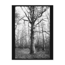 Träd-vykort för foto