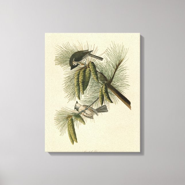 Träda (tuftade) timus Audubon Birds of America Canvastryck (Framsida)