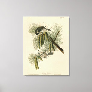Träda (tuftade) timus Audubon Birds of America Canvastryck