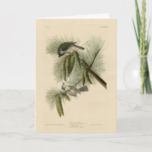 Träda (tuftade) timus Audubon Birds of America Kort