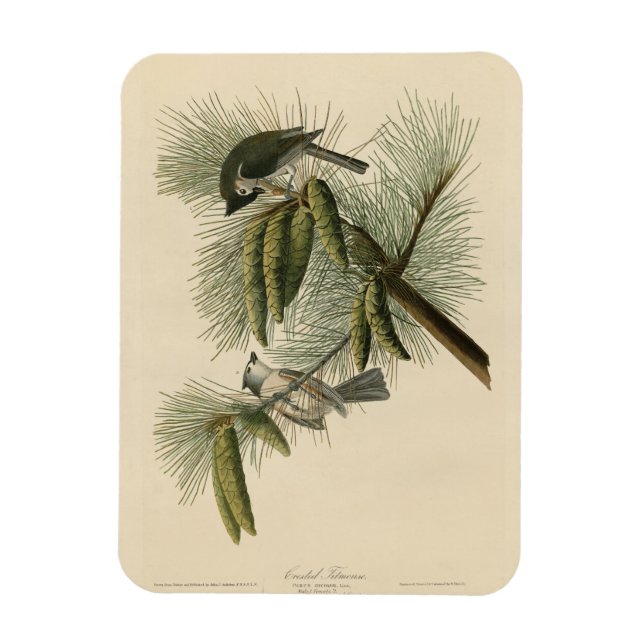 Träda (tuftade) timus Audubon Birds of America Magnet (Vertikal)